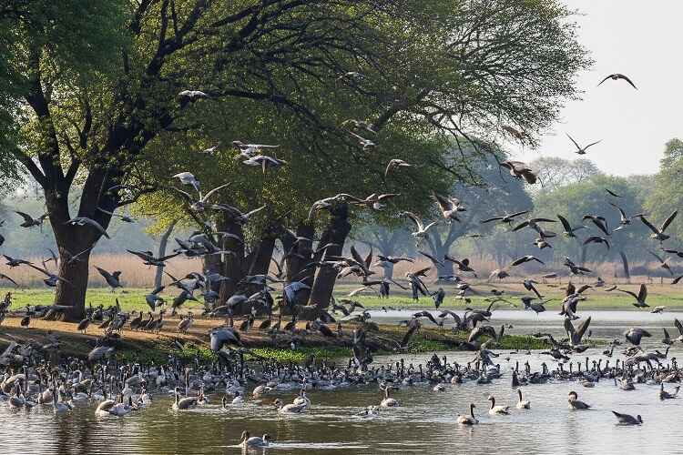 Birdwatcher’s Paradise: Best Birding Points Inside Pilibhit Tiger Reserve