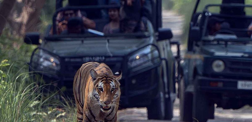 gypsy safari in chuka beach pilibhit tiger reserve
