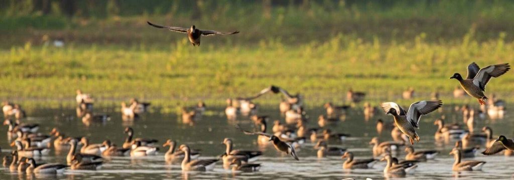 Pilibhit Tiger Reserve - Chuka Beach Birding Point