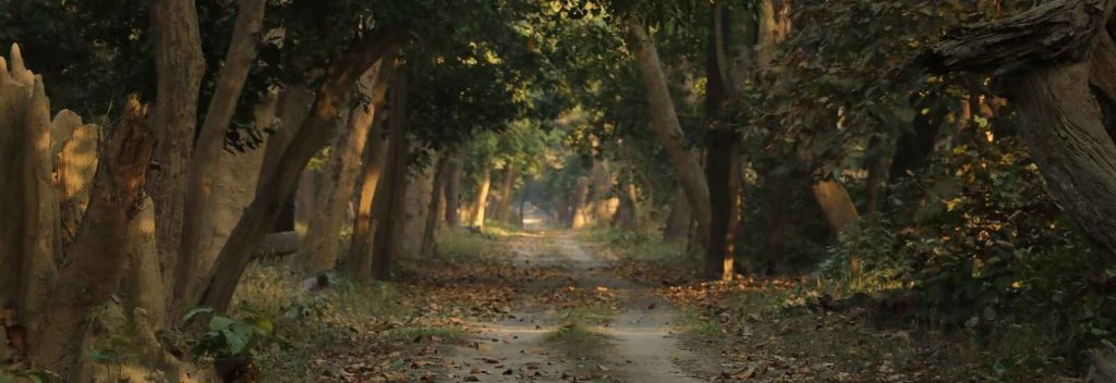 Forest of Pilibhit Tiger Reserve and Chuka