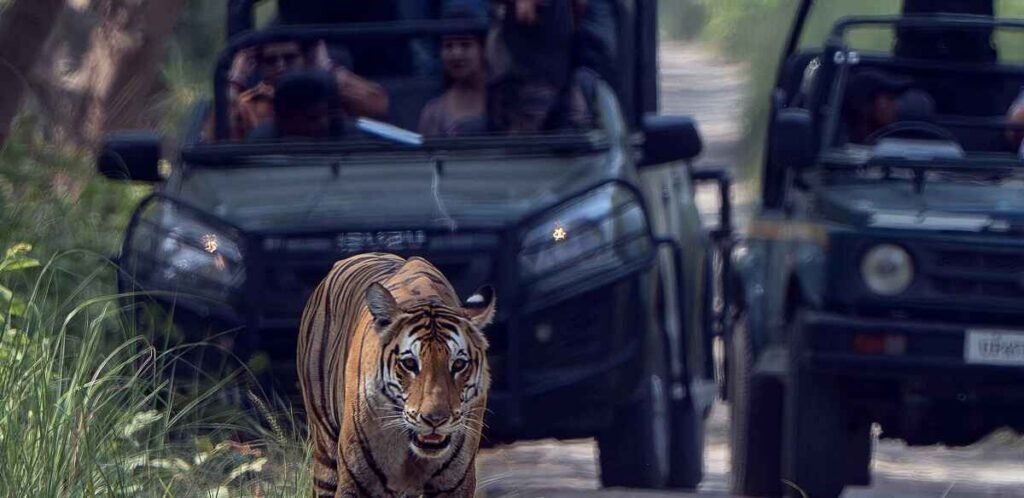 4 Nights / 5 Days Safari Tour Plan