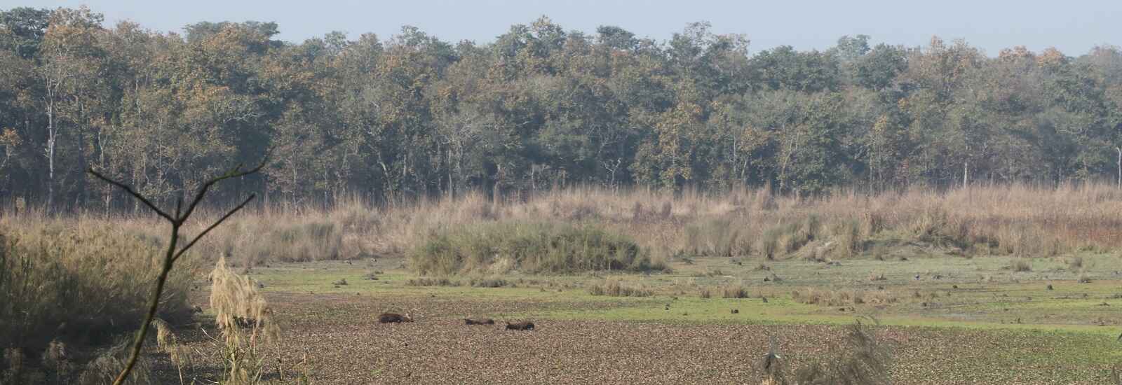 Barahsingha tal forest in Pilibhit Tiger Reserve