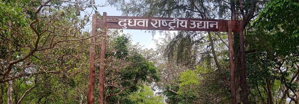 Discover the Untamed Beauty of Dudhwa National Park