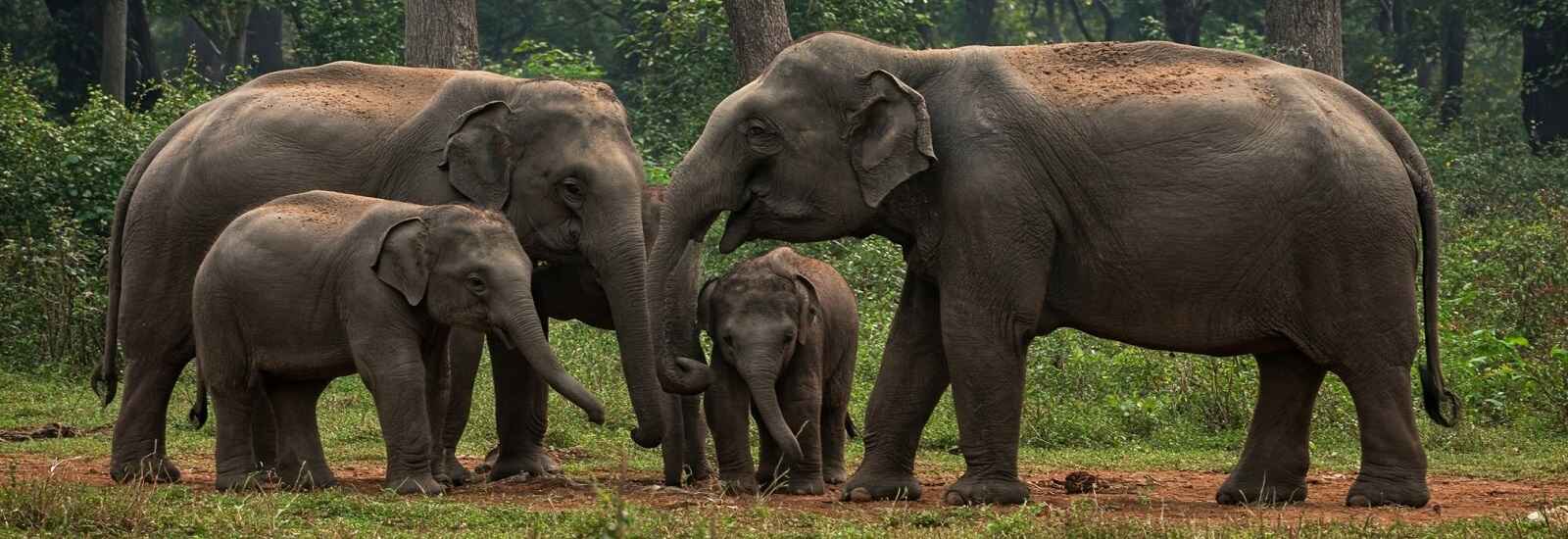 Dudhwa National Park, Terai Elephant Reserve