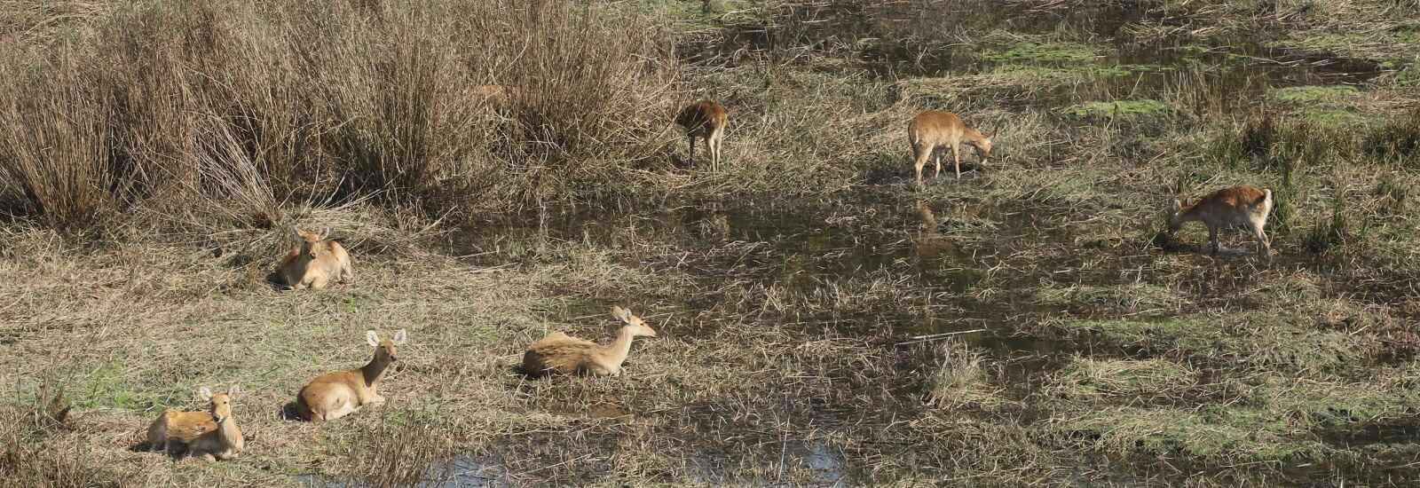Jhand tal spotted deer