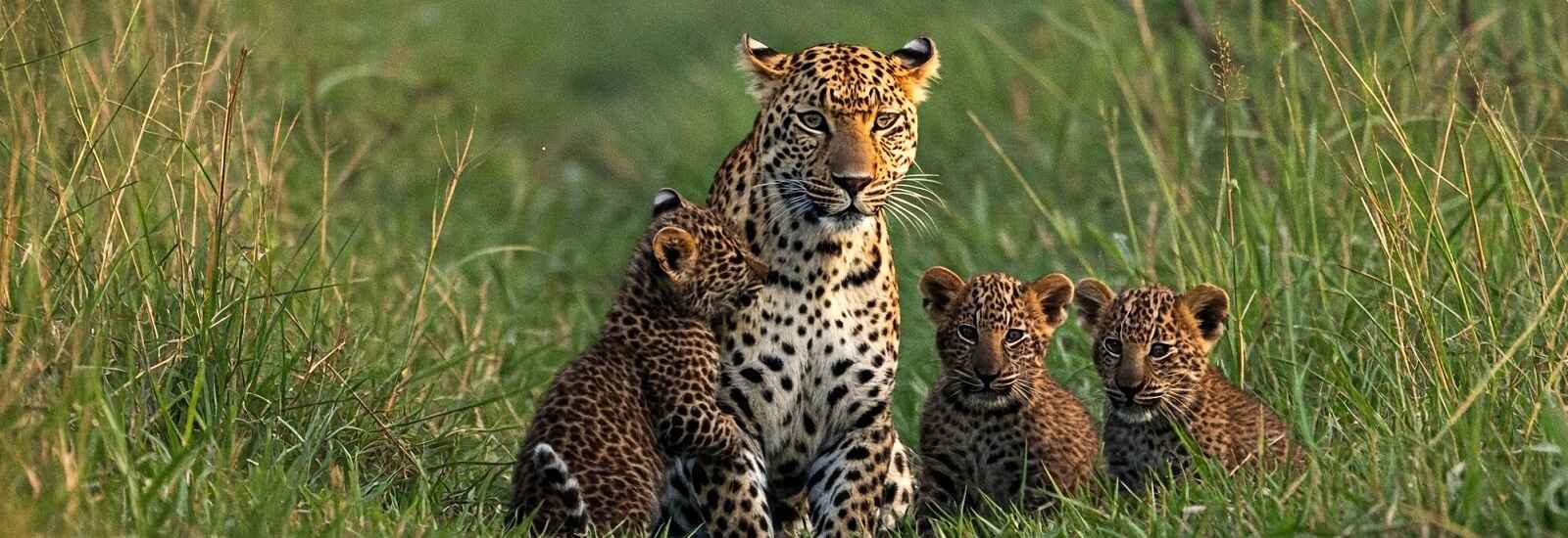 Leopard in Katarniaghat Wildlife Sanctuary Leopards in Katarniaghat Wildlife Sanctuary