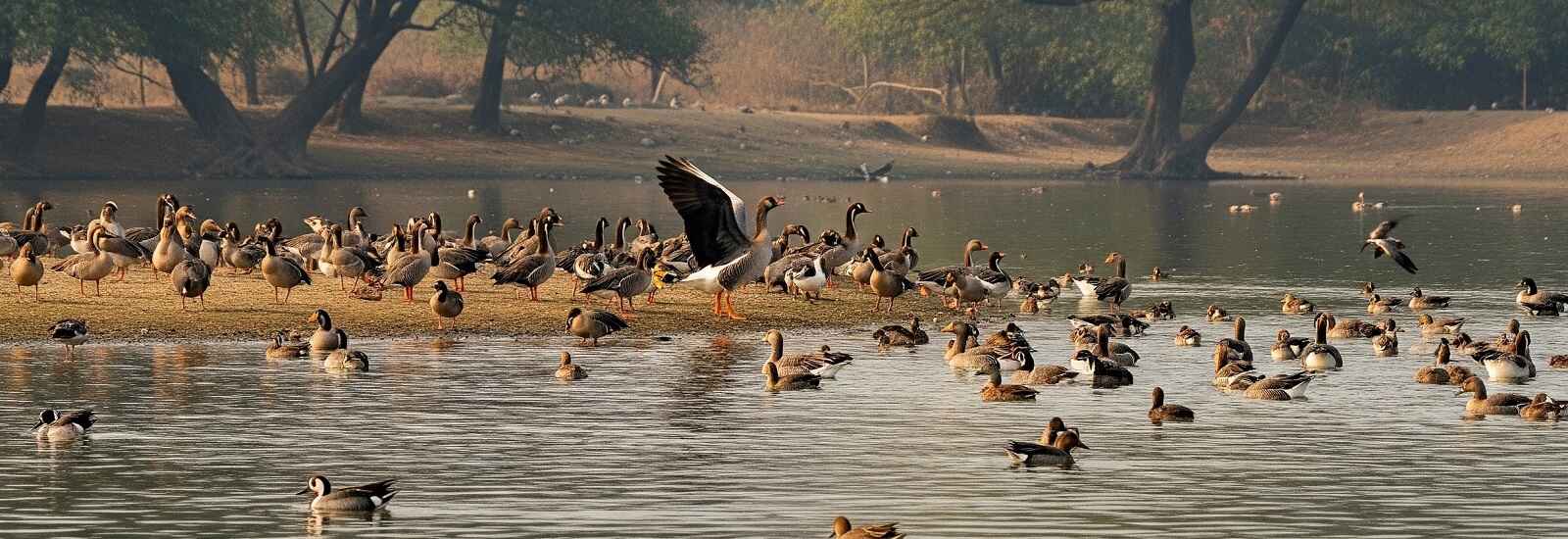 Birding in Chuka Beach Pilibhit Tiger Reserve