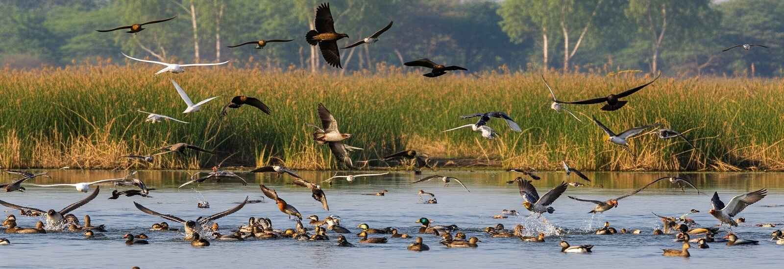 Spot Birding Point At Pilibhit Tiger Reserve