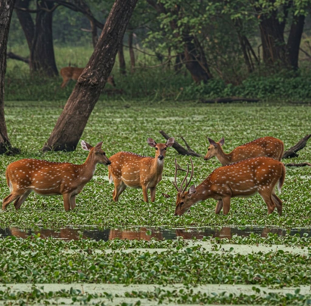spotted deer in pilibhit tiger reserve