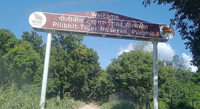 Safari From Mahof Gate Zone 1 Pilibhit Tiger Reserve