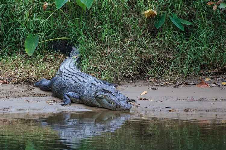 Crocodile Point