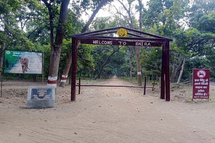 Padaria Beat Bhira Range near by Pilibhit Tiger Reserve