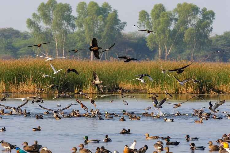 Chuka Beach Birding And Nature Retreat (3 Days / 2 Nights)